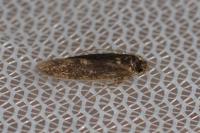 Opogona omoscopa