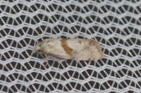 Cochylidia implicitana