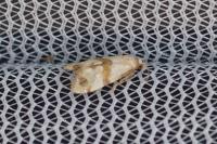 Phalonidia contractana