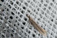 Oxypteryx parahelotella