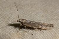 Oxypteryx parahelotella
