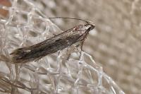 Oxypteryx parahelotella