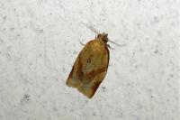 Clepsis consimilana