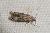 Teleiopsis