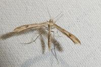Stenoptilia