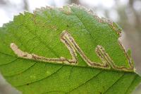 Stigmella aurella