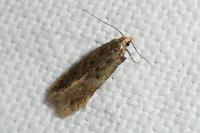 Bryotropha