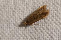 Bryotropha