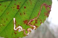 Stigmella splendidissimella