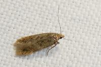Bryotropha