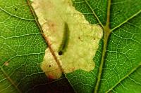 Coptotriche heinemanni