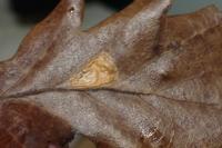 Tischeria dodonaea