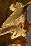 Coptotriche marginea