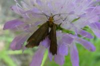 Nemophora metallica