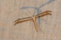 Emmelina monodactyla