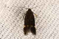 Aproaerema anthyllidella