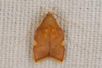 Carcina quercana