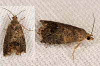 Cydia splendana