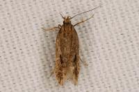 Mirificarma mulinella