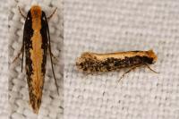 Monopis crocicapitella