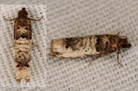 Notocelia incarnatana
