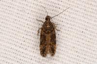 Teleiopsis diffinis