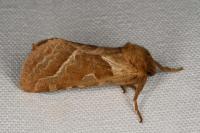 Triodia sylvina
