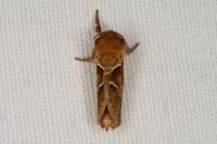 Triodia sylvina