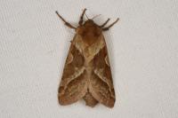 Triodia sylvina