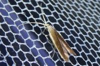 Coleophora albella