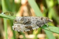 Orthotaenia undulana