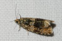 Celypha lacunana