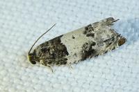 Gypsonoma sociana