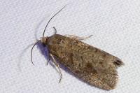 Epinotia caprana