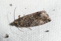 Cydia fagiglandana