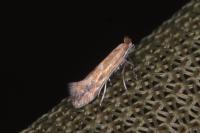 Phyllonorycter