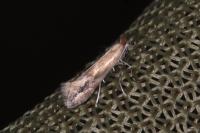 Phyllonorycter