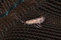 Phyllonorycter