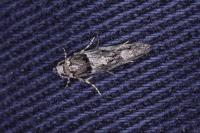Recurvaria nanella