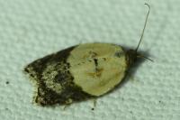 Acleris variegana