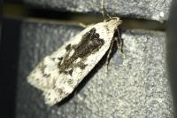 Anacampsis populella