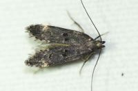 Dichomeris alacella