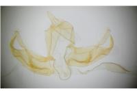 Blastobasis glandulella