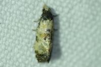 Neocochylis dubitana