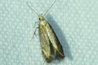 Monochroa cytisella
