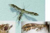 Oxyptilus distans