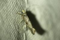 Paraswammerdamia nebulella