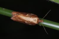 Acleris hastiana