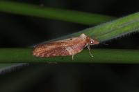 Acleris hastiana