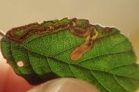 Stigmella aurella